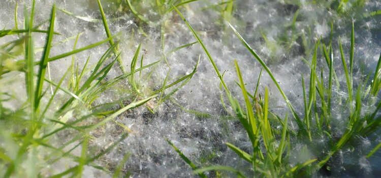 végétation printanière couverte de pollen, facteur aggravant de l’asthme